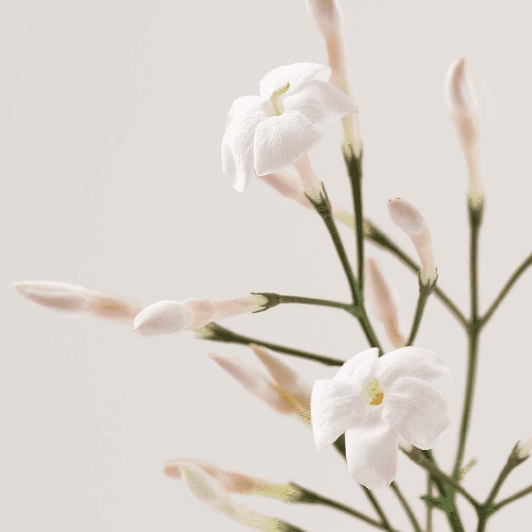 payot-pv-creme-n2-nuage-pot50ml (2) Успокояващ крем за чувствителна кожа PAYOT CREME N°2 NUAGE