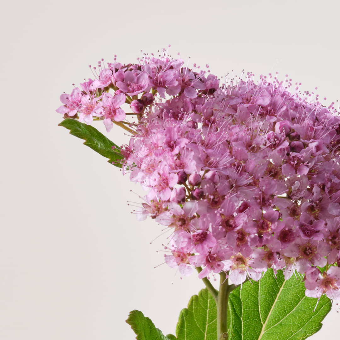 pv pate grise speciale 5 cica gel 15ml 2 Гел за проблемна кожа PAYOT Pate Grise Speciale 5