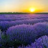 Скраб за тяло с лавандула Latifolia Lavender Body Scrub