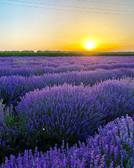 Скраб за тяло с лавандула Latifolia Lavender Body Scrub